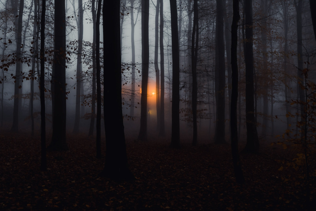 Felsenmeer - a light in the woods by Jens Klettenheimer on 500px.com