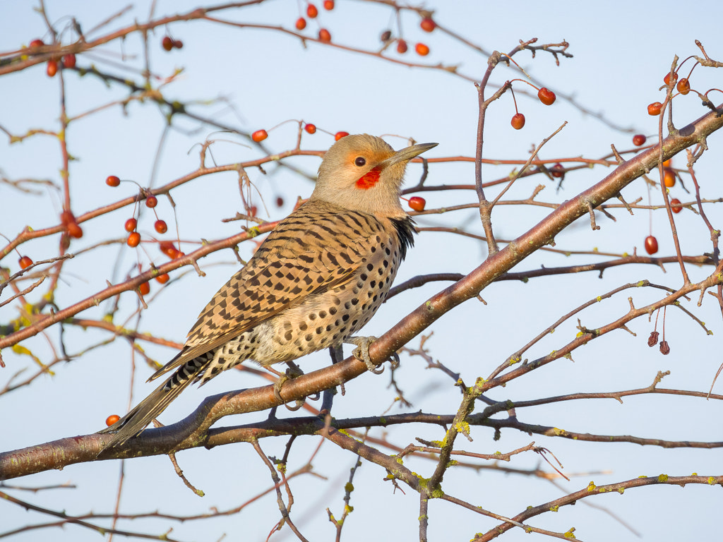 Northern Flicker by Greg Jackson / 500px