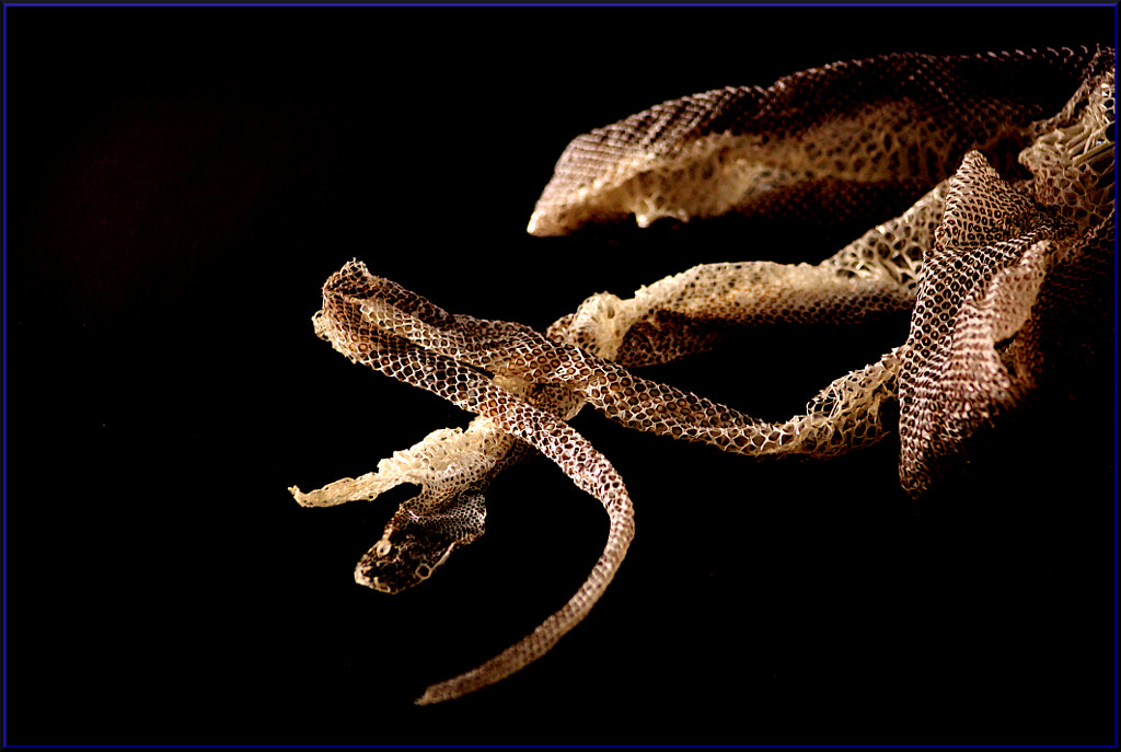 Snakeskin 1 by Justin B. on 500px.com
