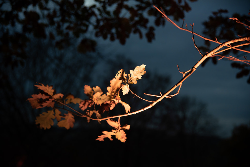 Oak Leaves at Night by Gordon Tweedale / 500px