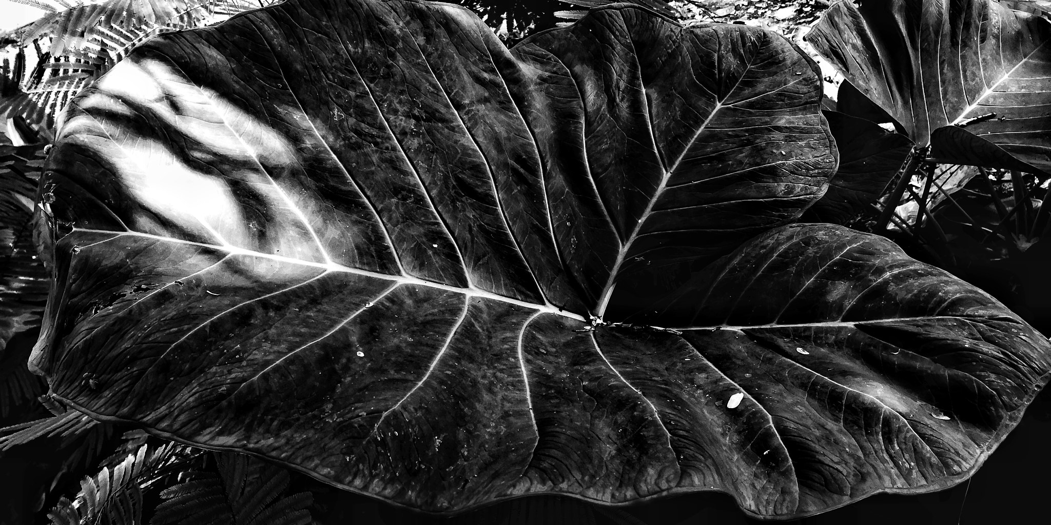Giant yam leaves