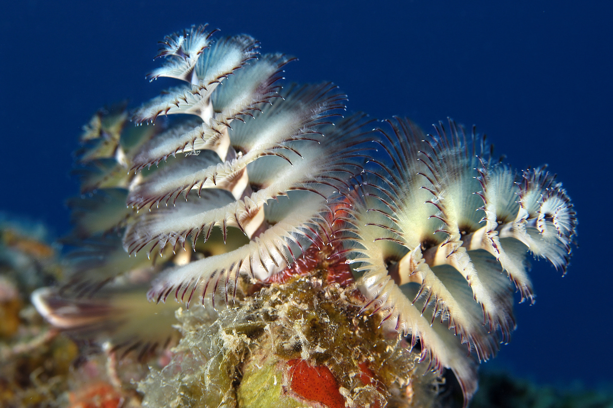 Caribbean Christmas tree worm