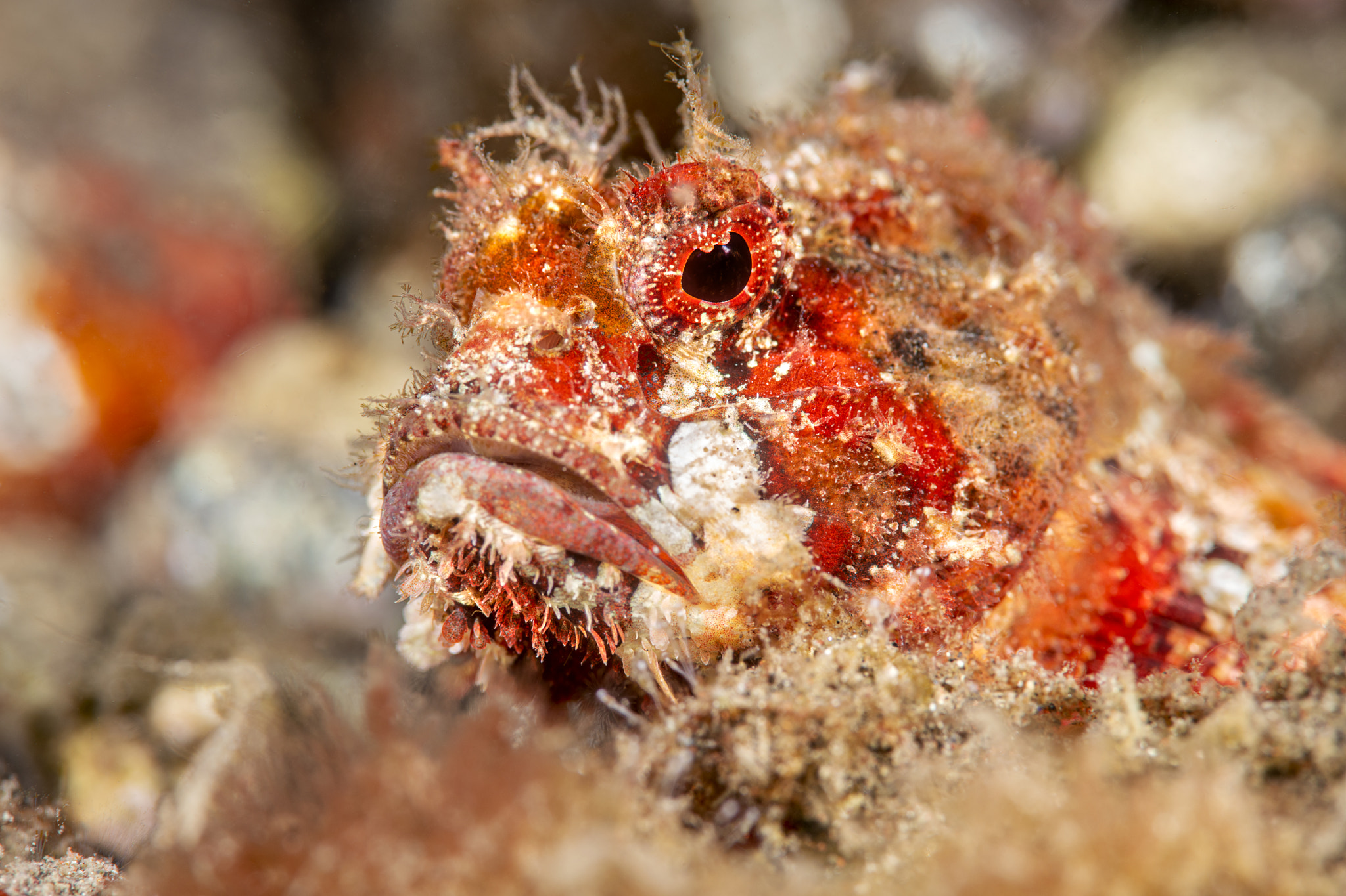 Close up of tropical fish