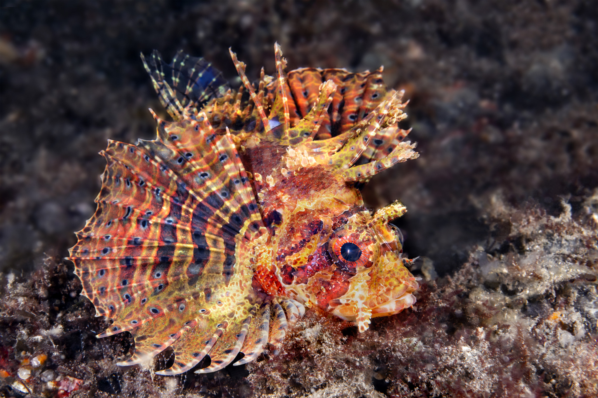 Close up of colorful turkey fish