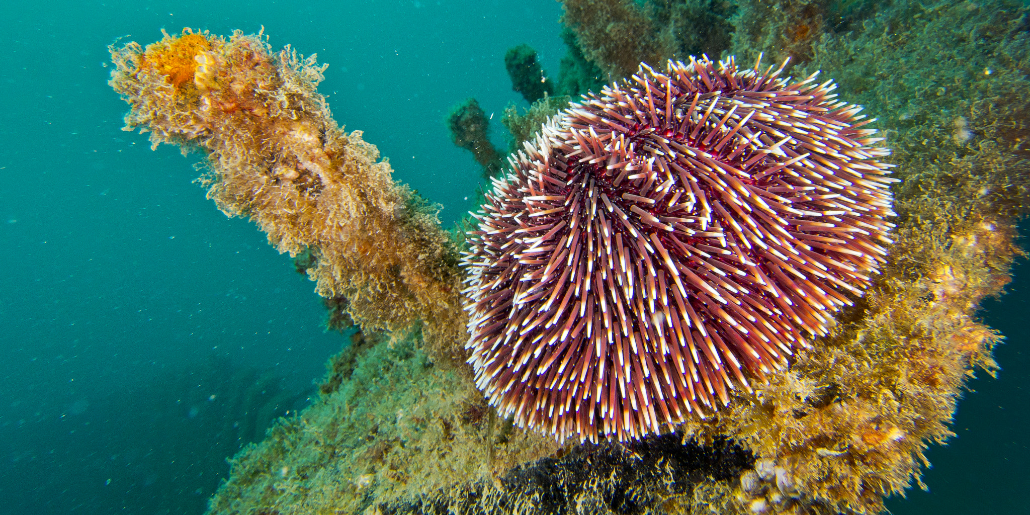 Common Urchin, Cabo Cope Puntas del Calnegre Regional Park, Spain