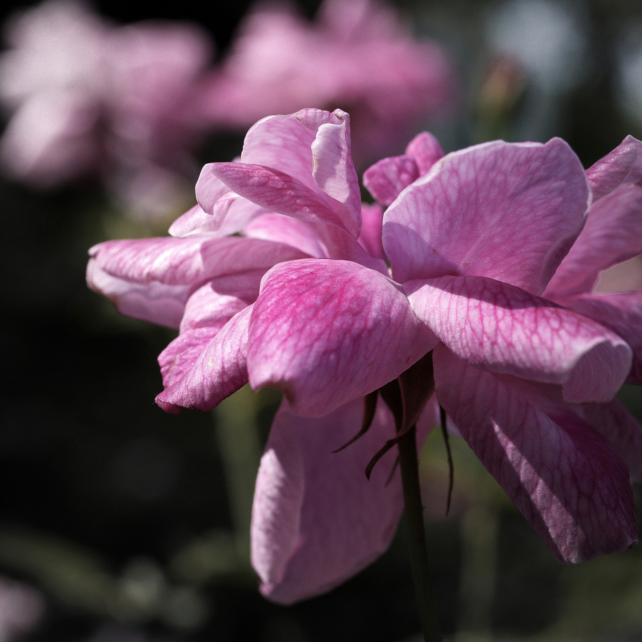 Rose (13) -Taiwan-