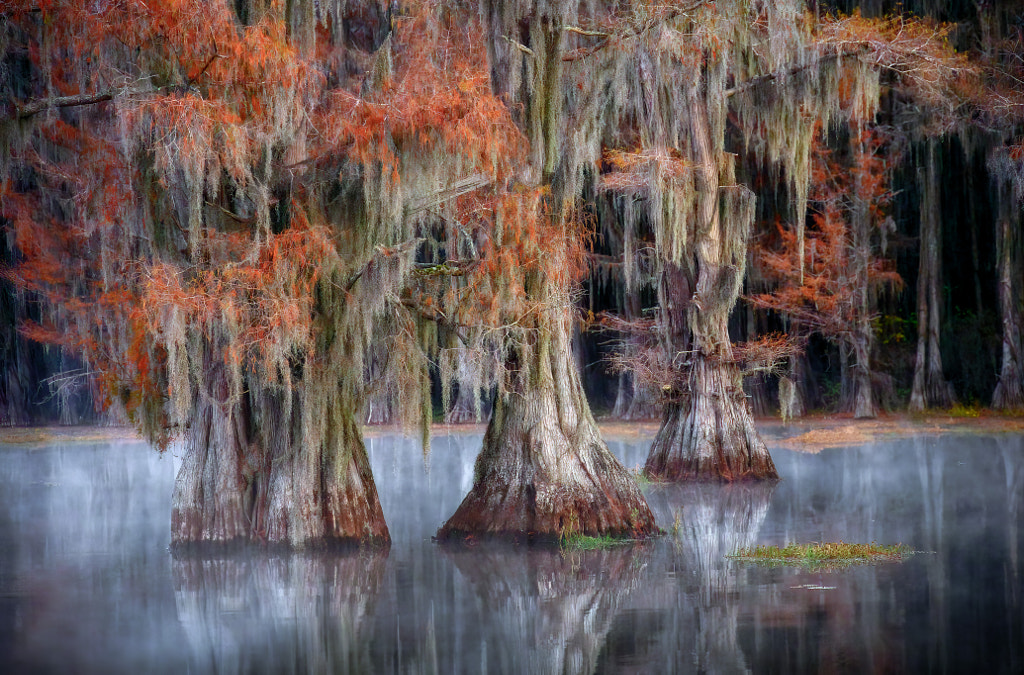 Bald Cypress Trees In an East Texas Swamp by Dean Fikar / 500px