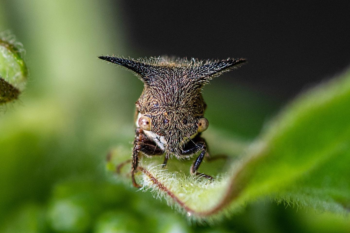 Cow Bug Treehopper , Oxyrachis tarandus!!!!! by Belekar Sharma Archana ...