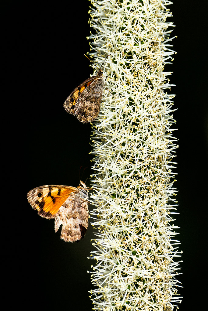 Waroona by Paul Amyes on 500px.com