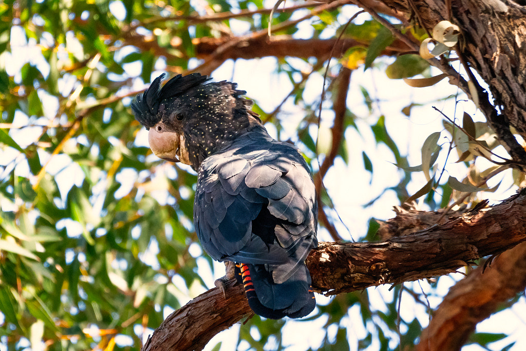 Waroona by Paul Amyes on 500px.com