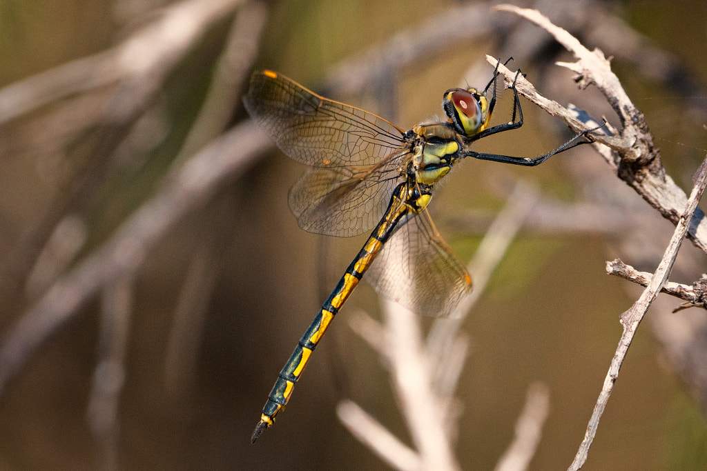 Waroona by Paul Amyes on 500px.com