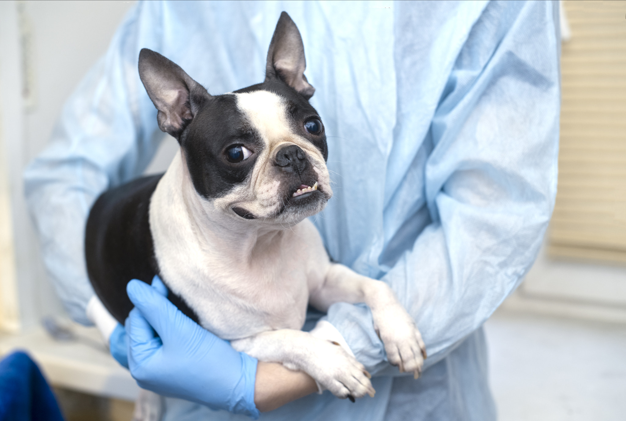 boston terrier pet dog  at veterinary doctor in vet clinic. 