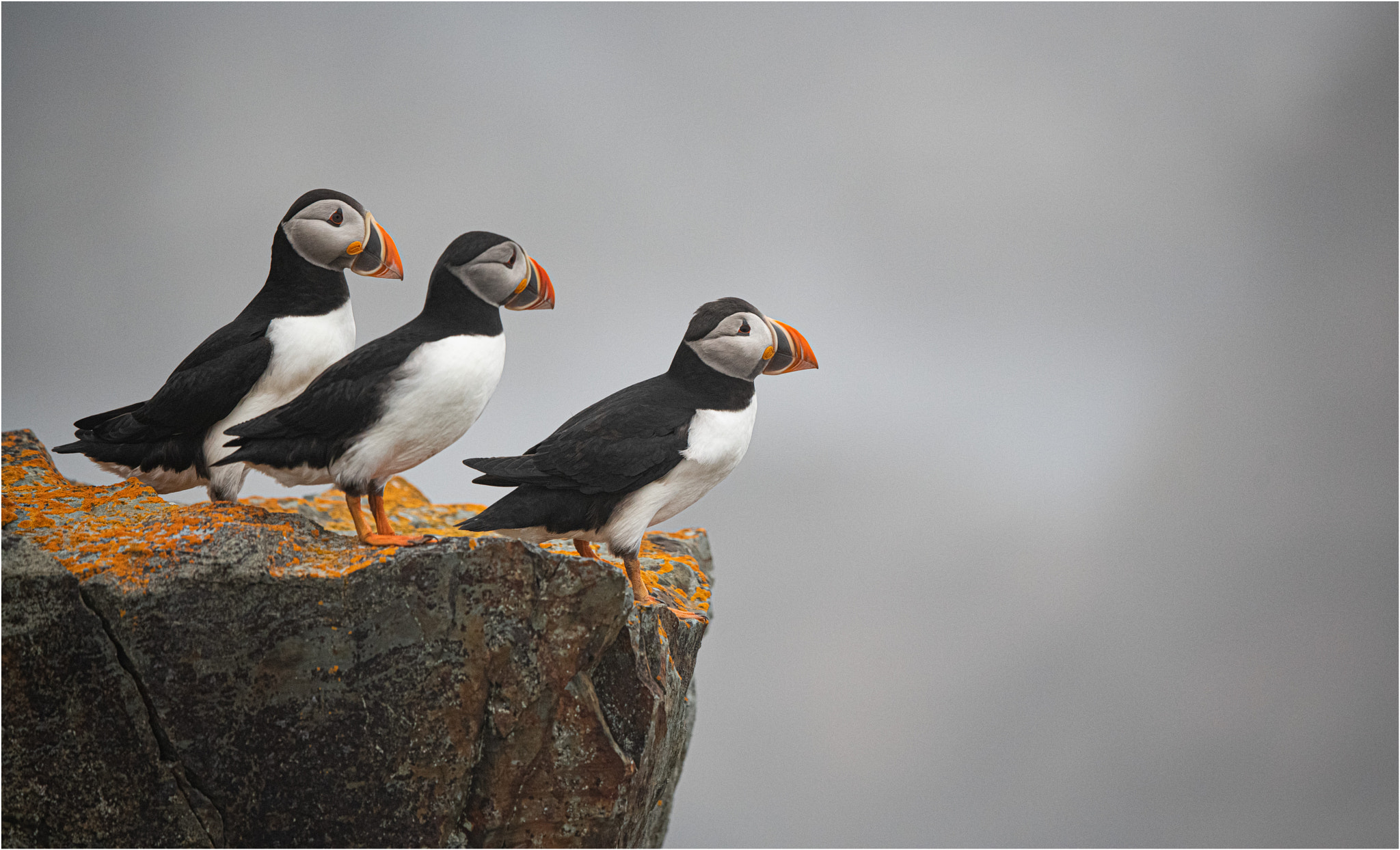 to-jump-or-not-to-jump-by-ortwin-khan-500px