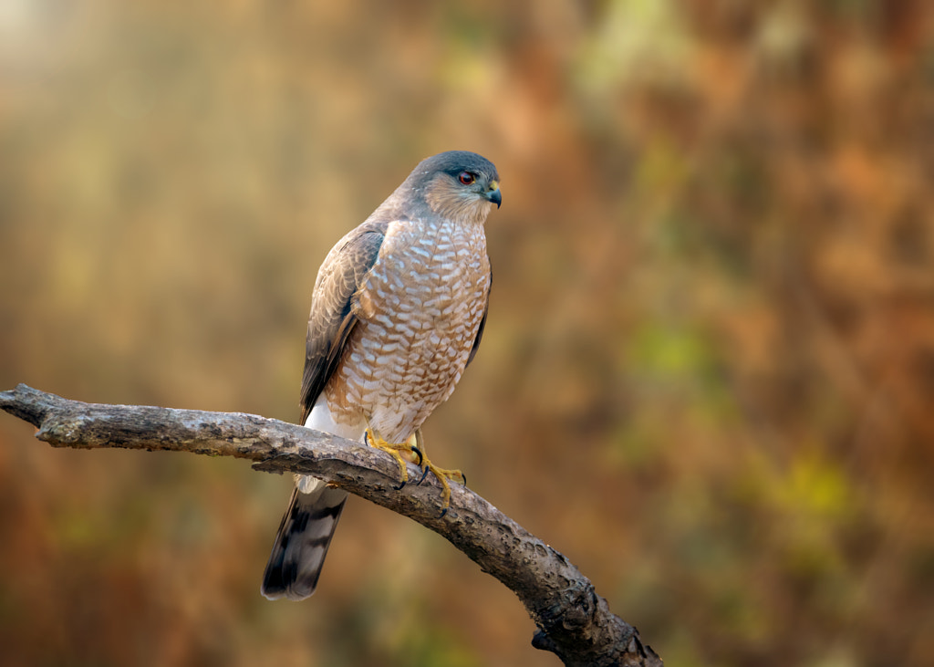 Sharp-shinned Hawks - 17 Species of Hawks in the United States
