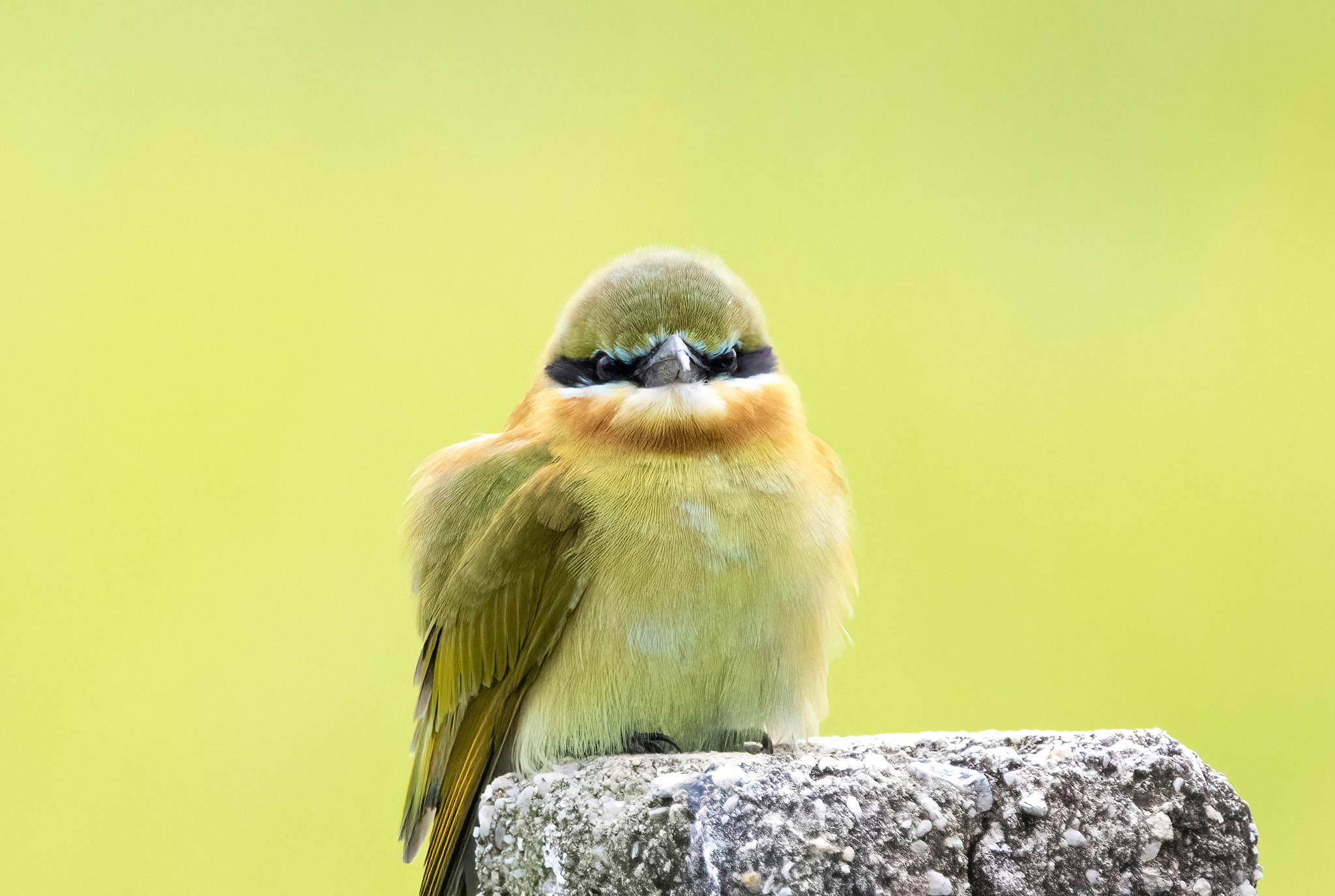 Blue-tailed Bee eater