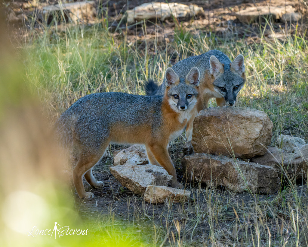 10 Interesting Facts About Gray Foxes | Gray Fox | Diet, Behavior, and Adaptations