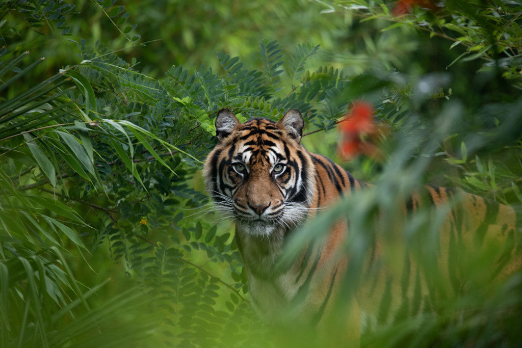 Animal by Caedes_ on 500px.com