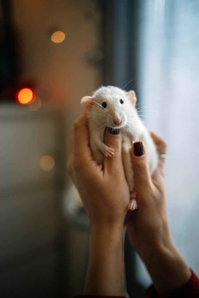 Cropped hands of woman holding rabbit at home by Olha Dobosh on 500px.com