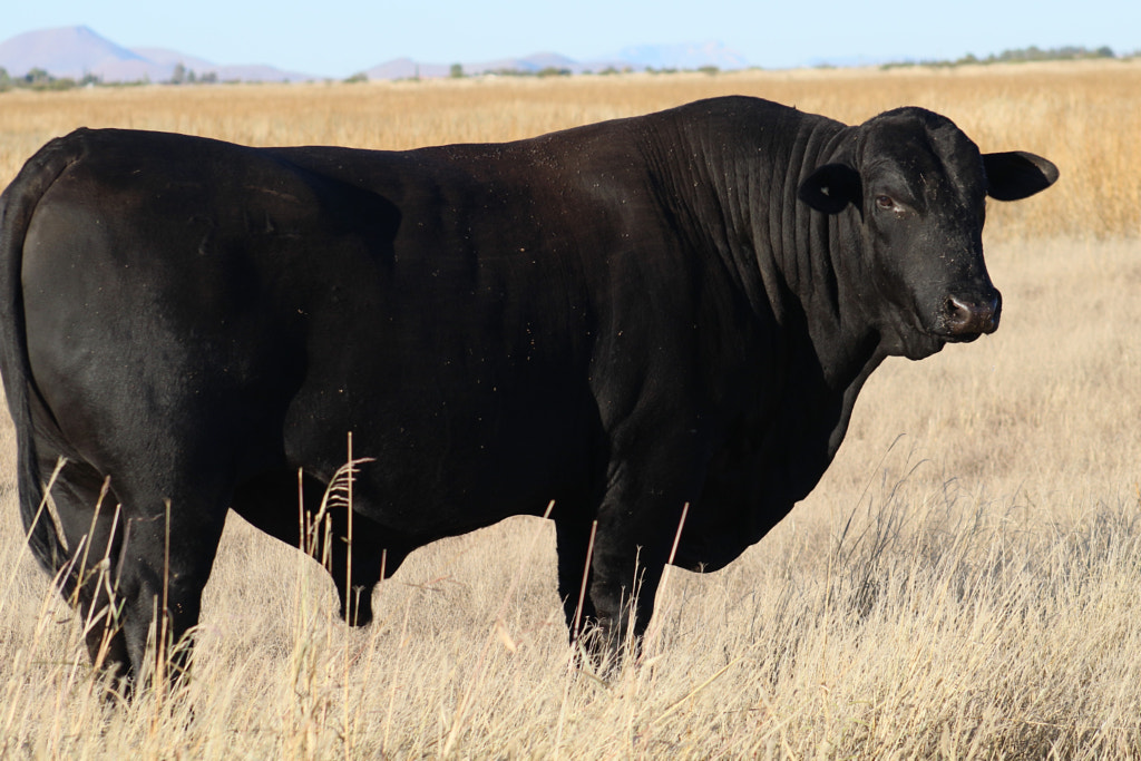 Black Angus Bull by Kim Barry / 500px