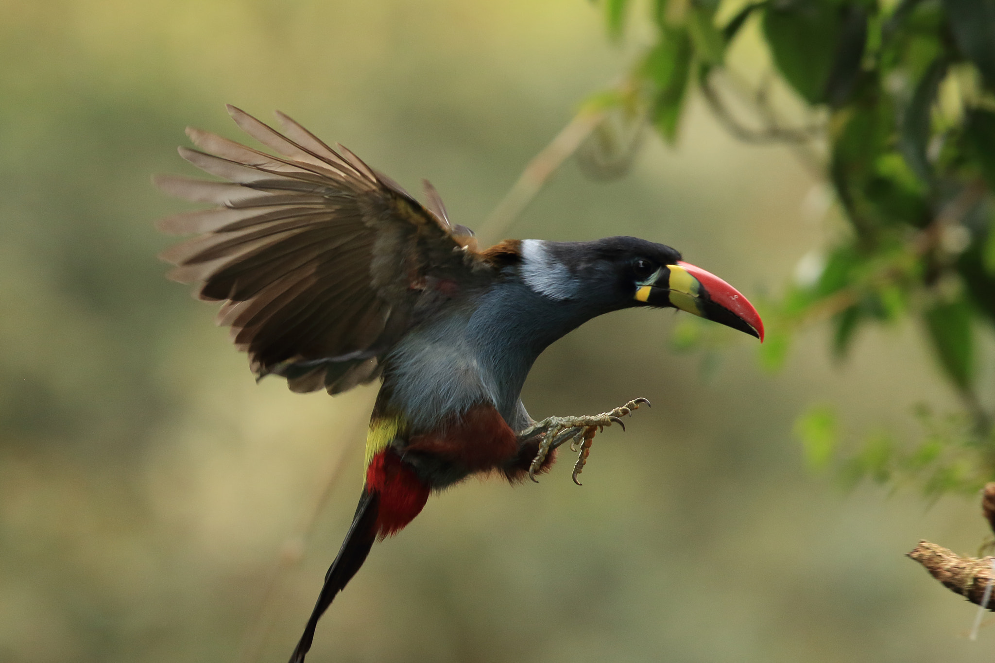 gray-breasted-mountain-toucan-andigena-hypoglauca-by-luz-mario