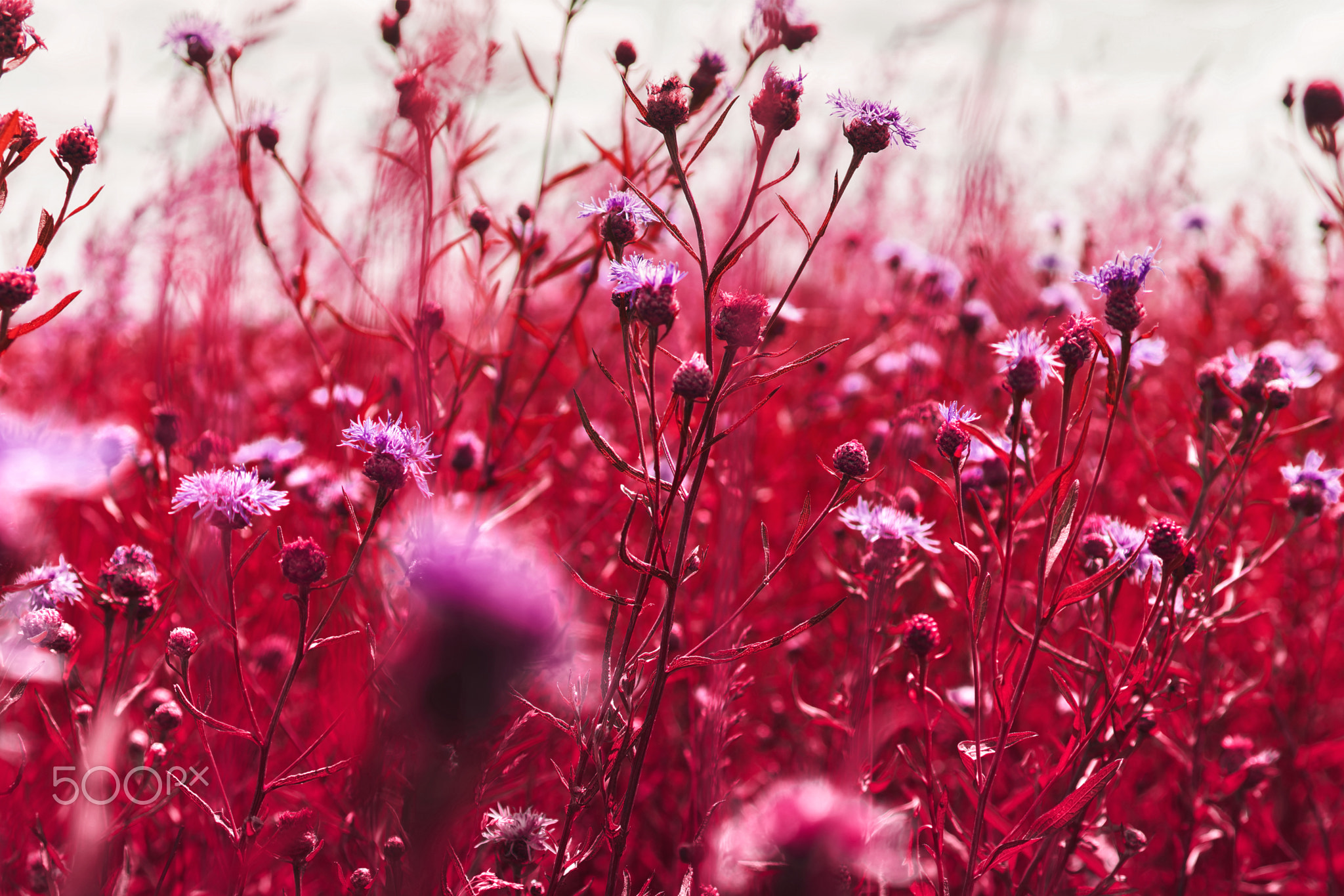 "Viva Garden"