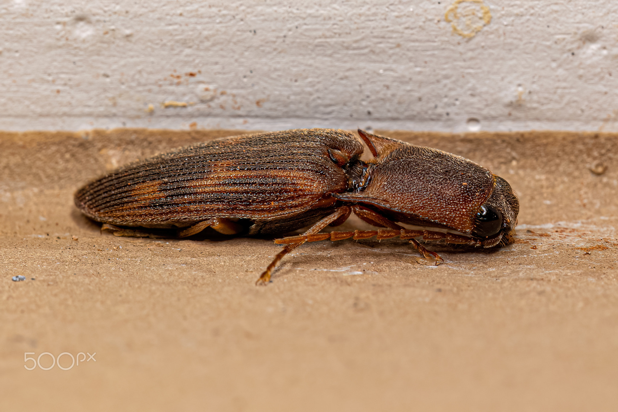 Adult Click Beetle of the Family Elateridae