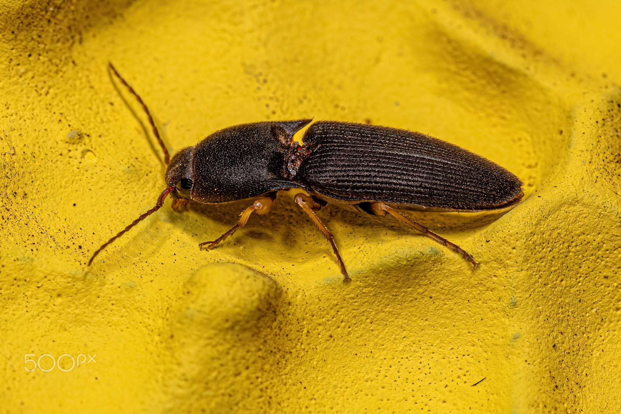 Adult Click Beetle of the Family Elateridae