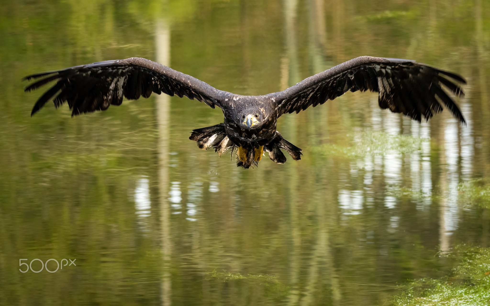 Bird of prey flying in The Bohemian Moravian Highlands.