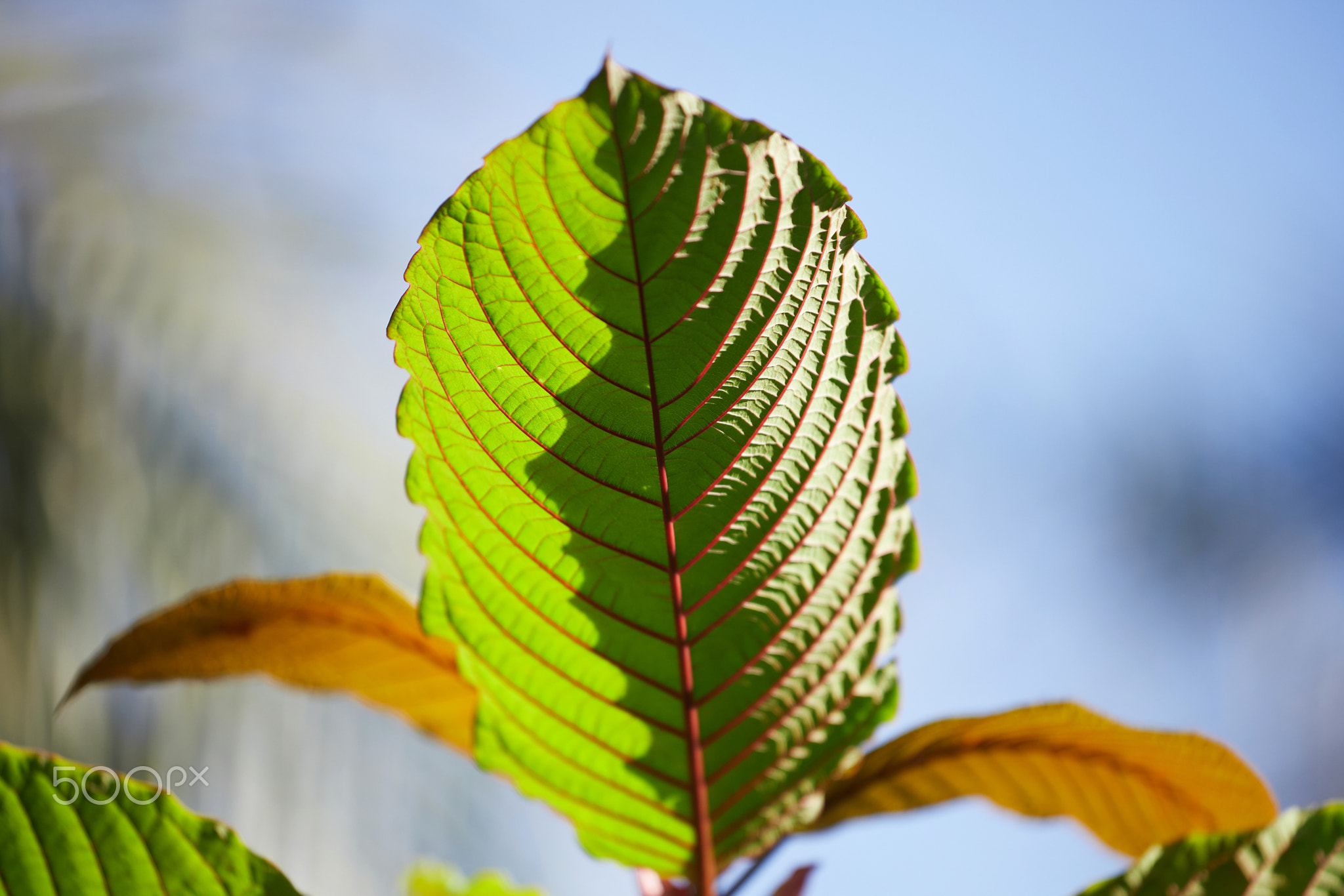 Close-up view of mitragyna speciosa or Kratom leaves