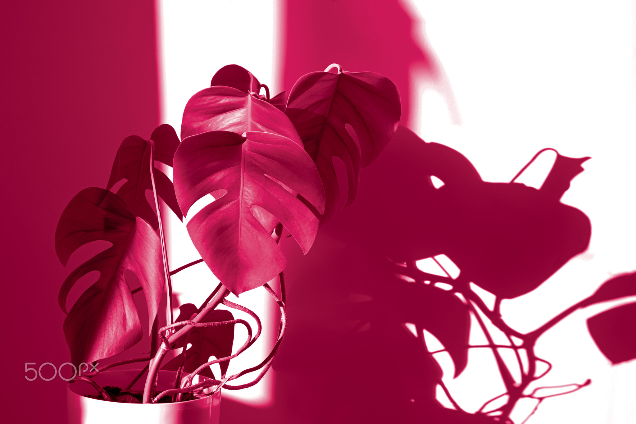 "Viva Garden"