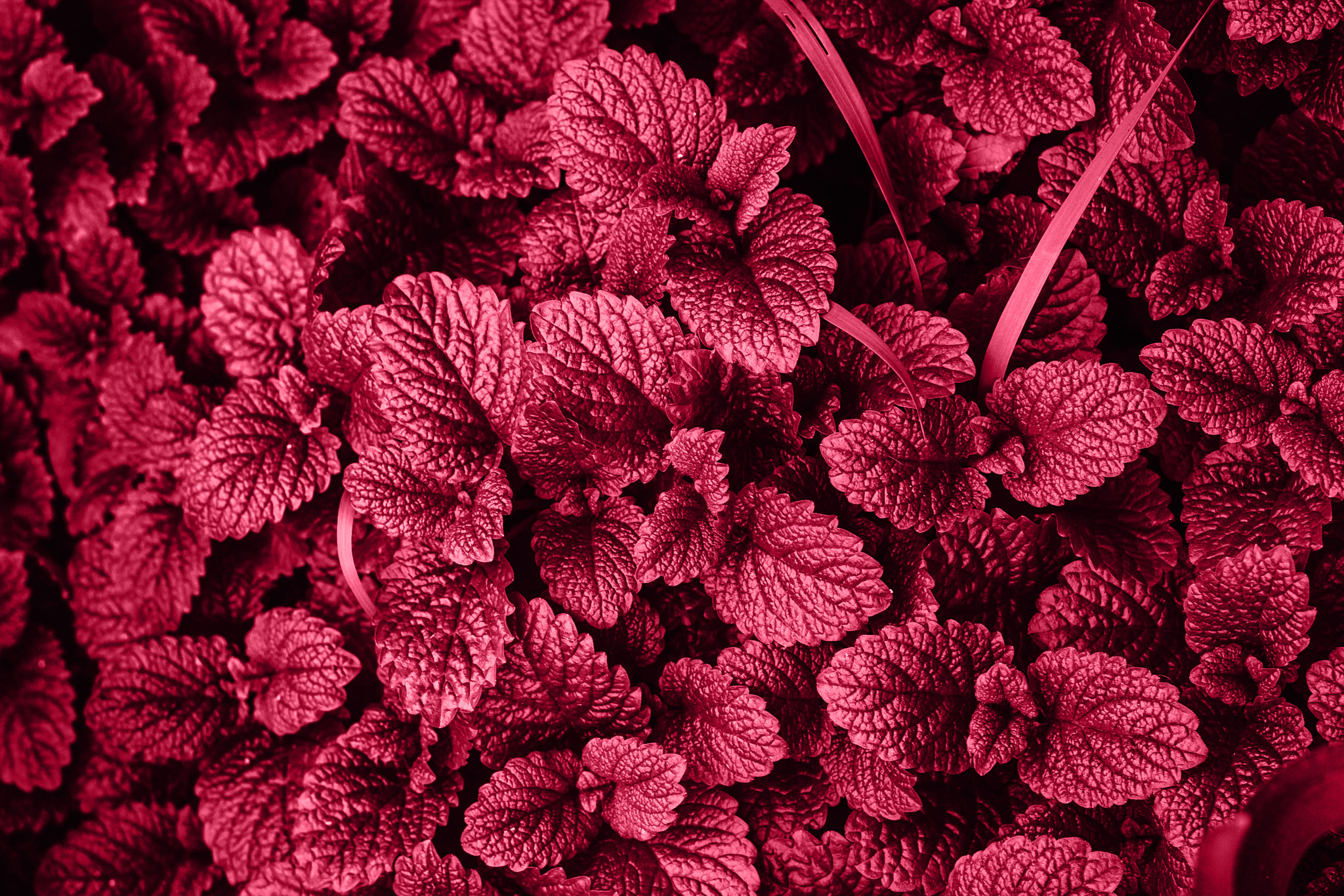"Viva Garden"