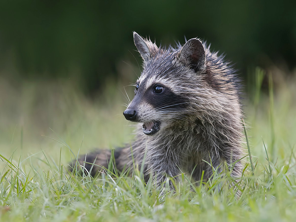 Raccoon by Elizabeth E. / 500px