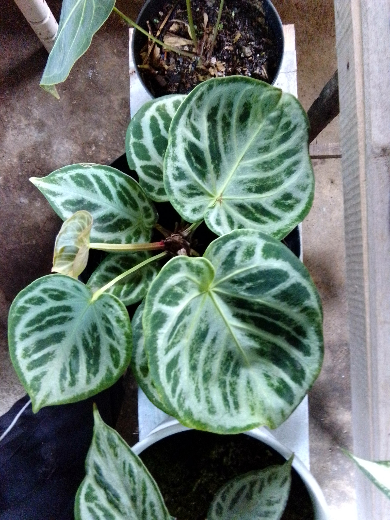 v2?sig=4c337bc8a6344c033968cc4aae658eb554f2c12d1f8d7a36f27154a99c5e39f9