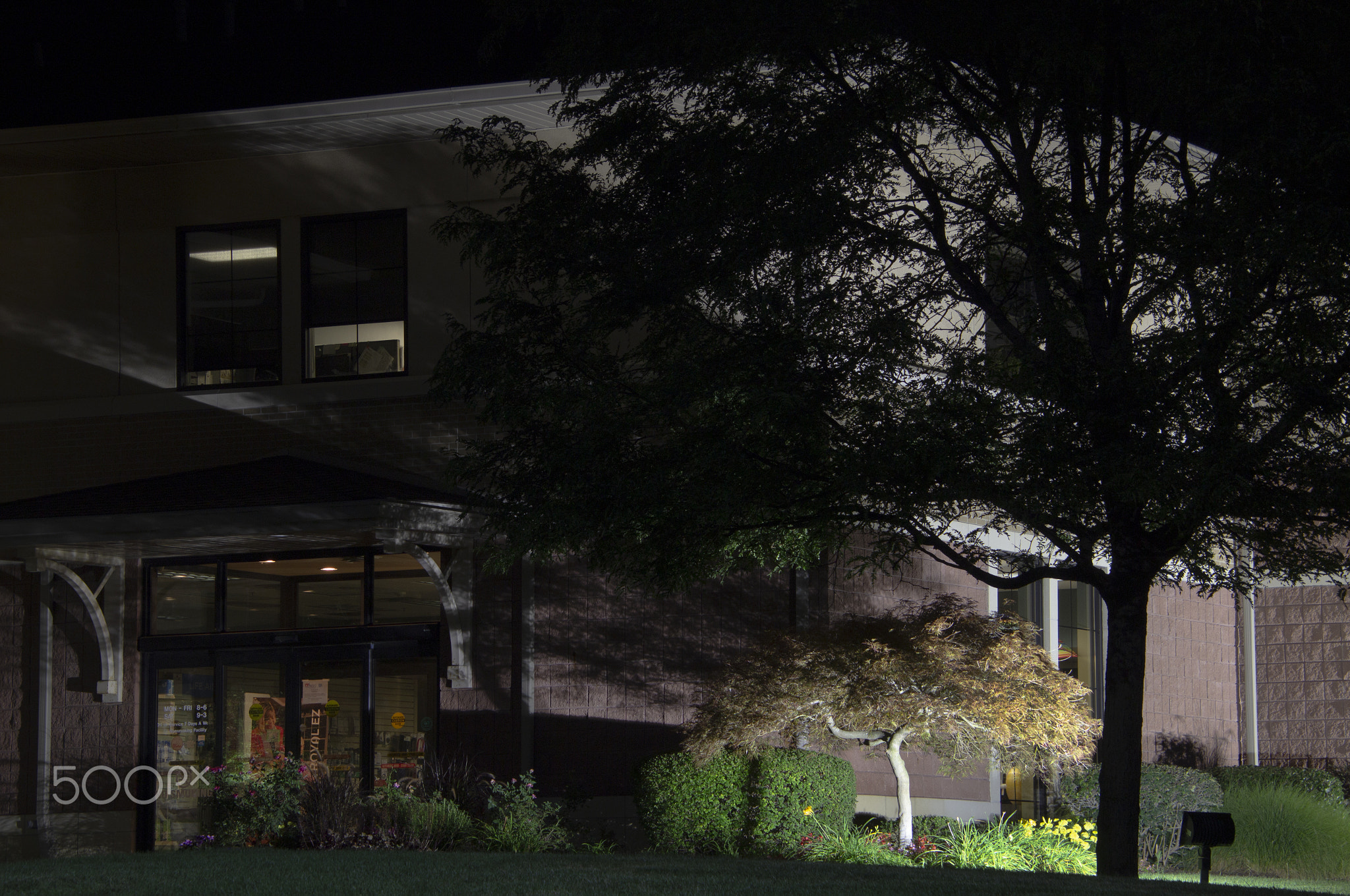 The tree outside the medical facility.