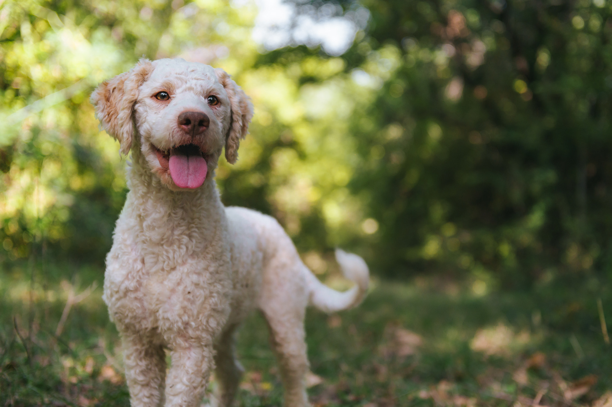 Lagotto romagnolo truffe dog