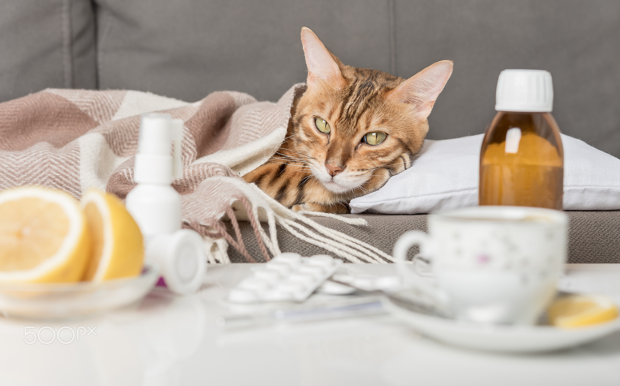 A sick cat lies on the couch, wrapped in a blanket. Bengal cat with flu or cold symptoms.