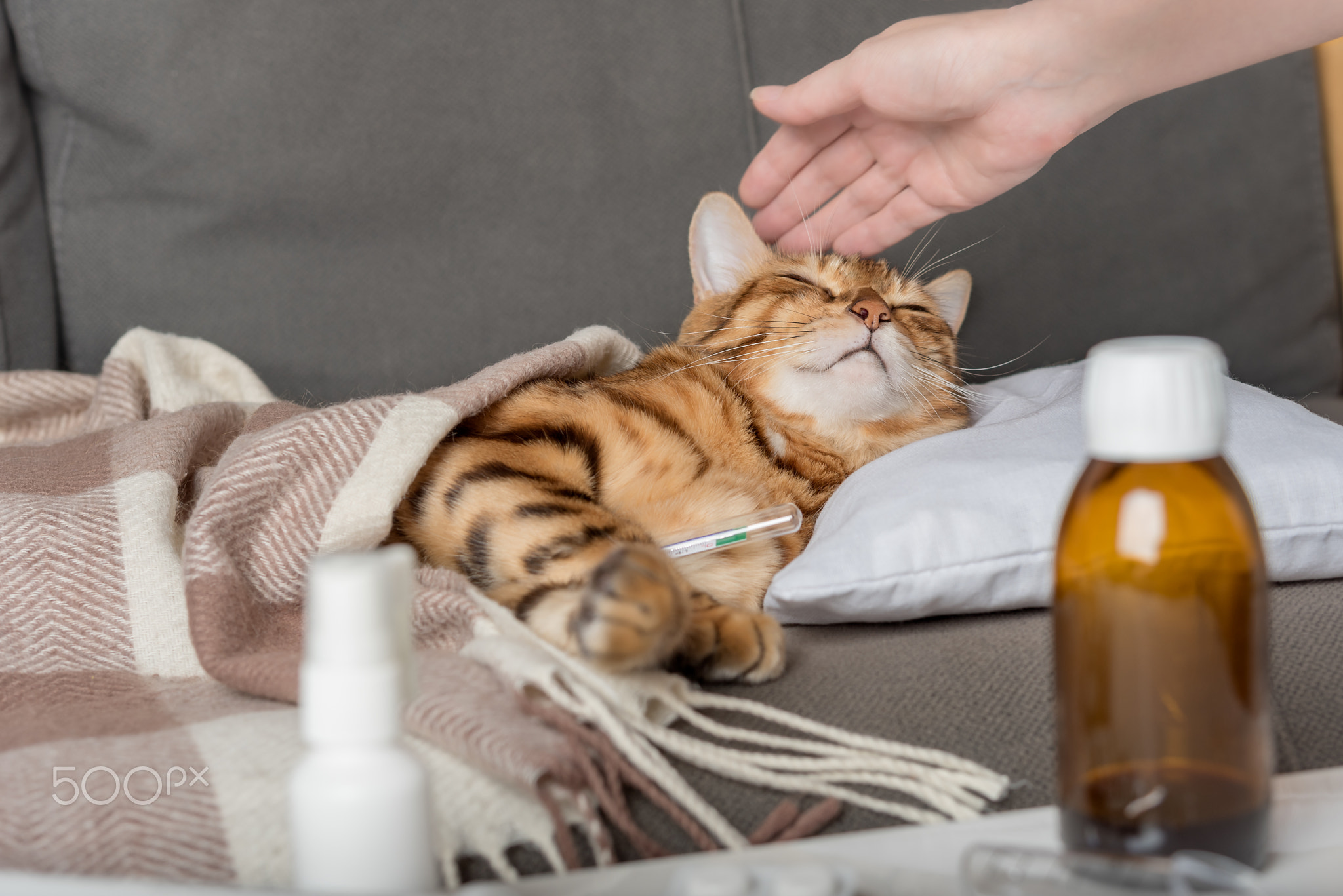 A sick cat lies on the couch, wrapped in a blanket. Bengal cat with flu or cold symptoms.