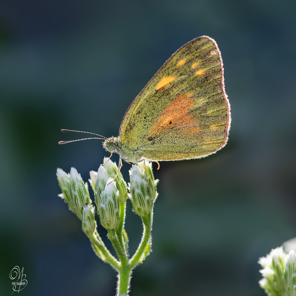 Colitis Amata!!!!! by Belekar Sharma Archana / 500px