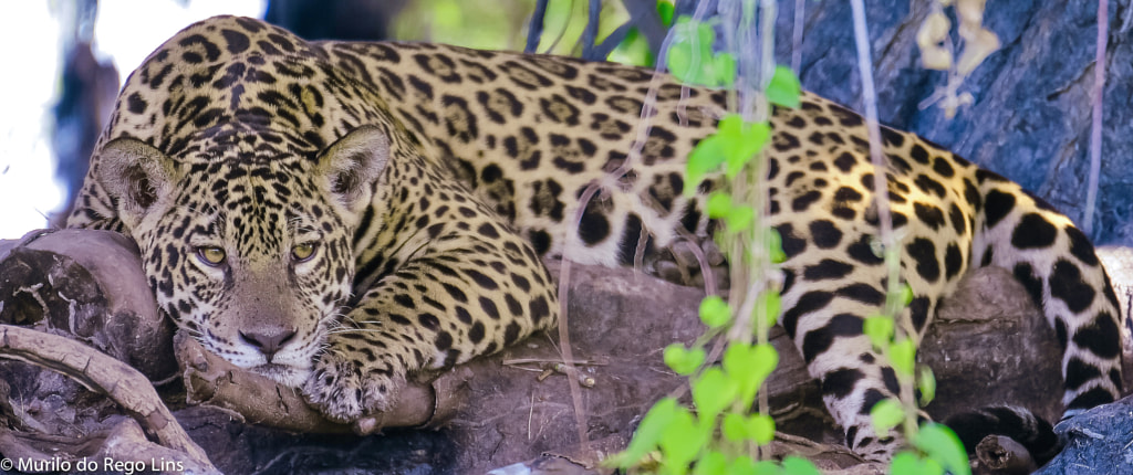 Jaguar by Murilo Do Rego Lins / 500px