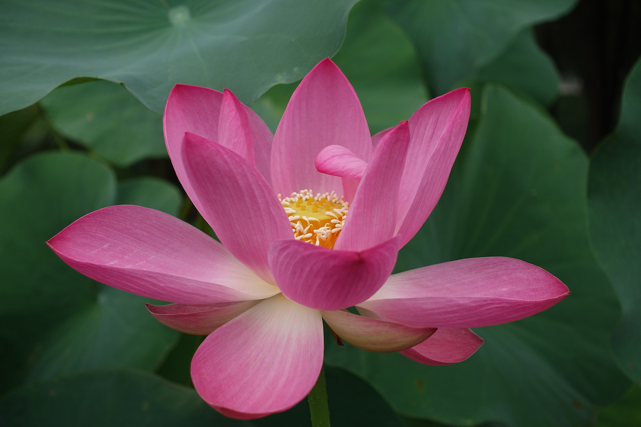 Lotus