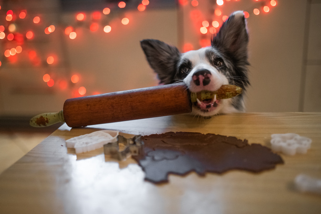 Chien mignon avec des biscuits de pain d'épice et cadeau de Noël par Iza ?yso ?  sur 500px.com