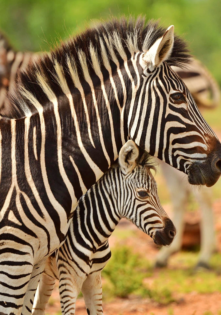 Wild Baby zebra with Mom by Jeff Clow / 500px