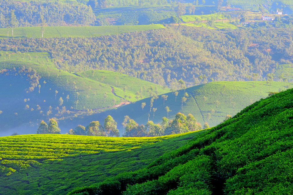 Munnar Tea Garden by Sudip Mitra / 500px