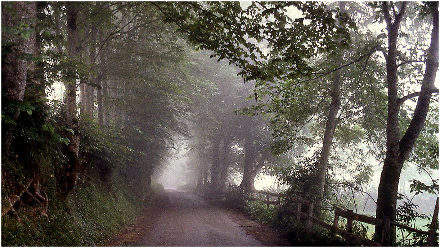 Misty Road