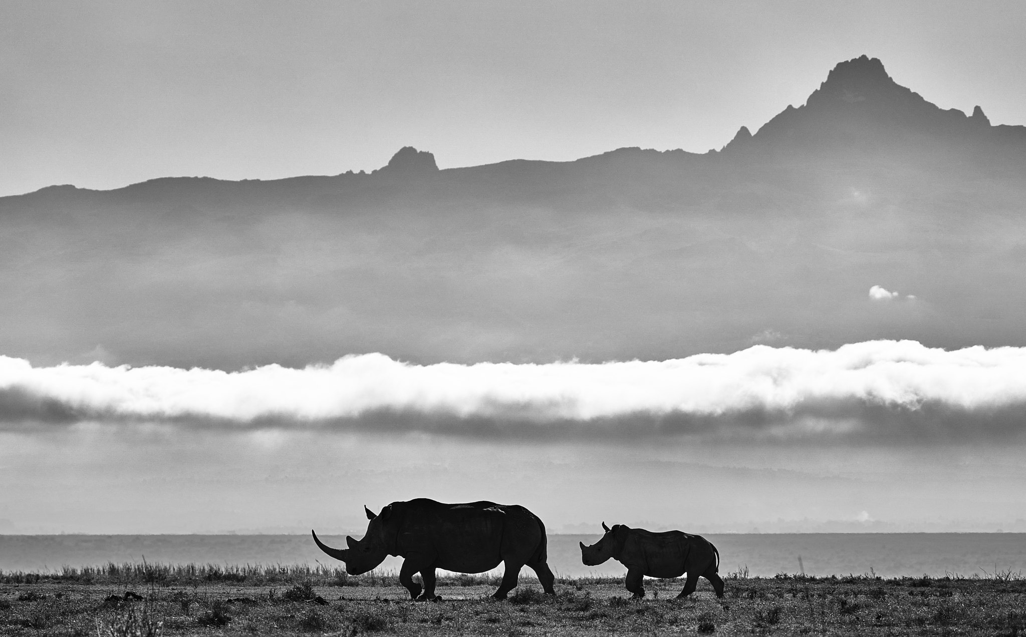 Rhinos by Thomas Merkt / 500px