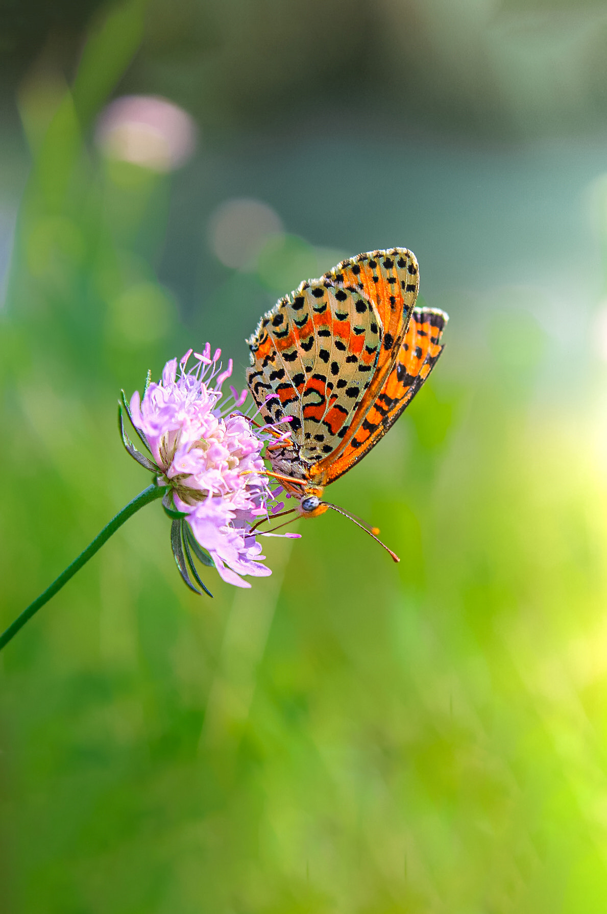 FLOWERS - INSECTS