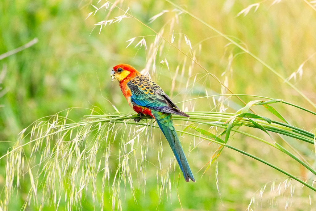 Bardinar by Paul Amyes on 500px.com