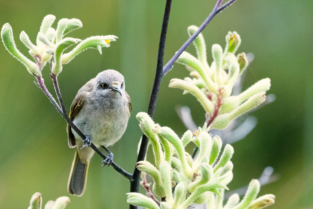 Djindjokoor by Paul Amyes on 500px.com