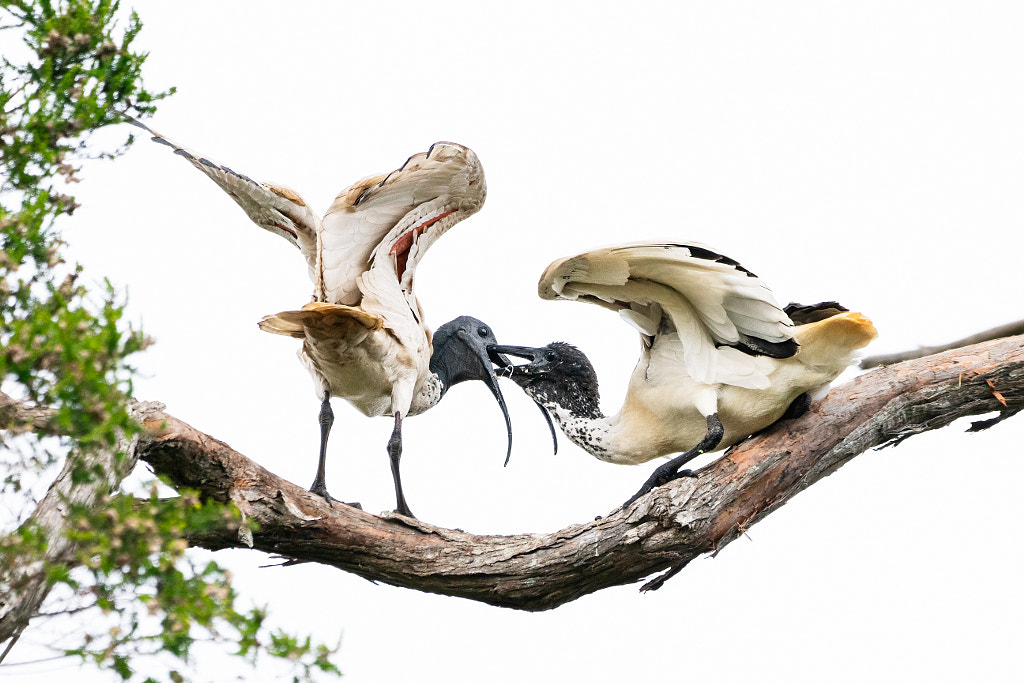  Ngalkaning by Paul Amyes on 500px.com