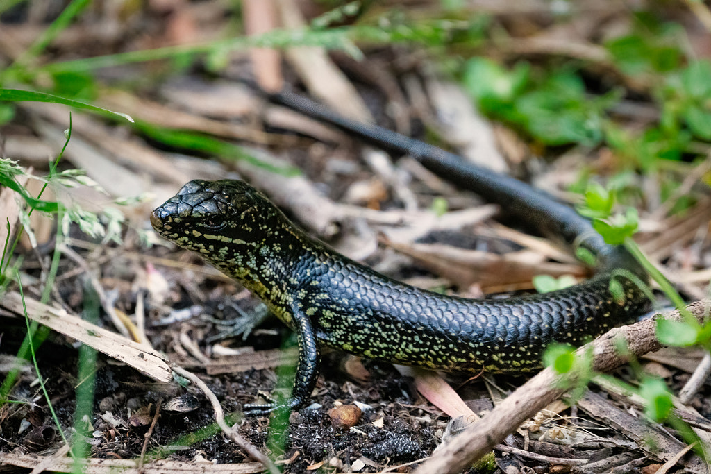 Wandy by Paul Amyes on 500px.com
